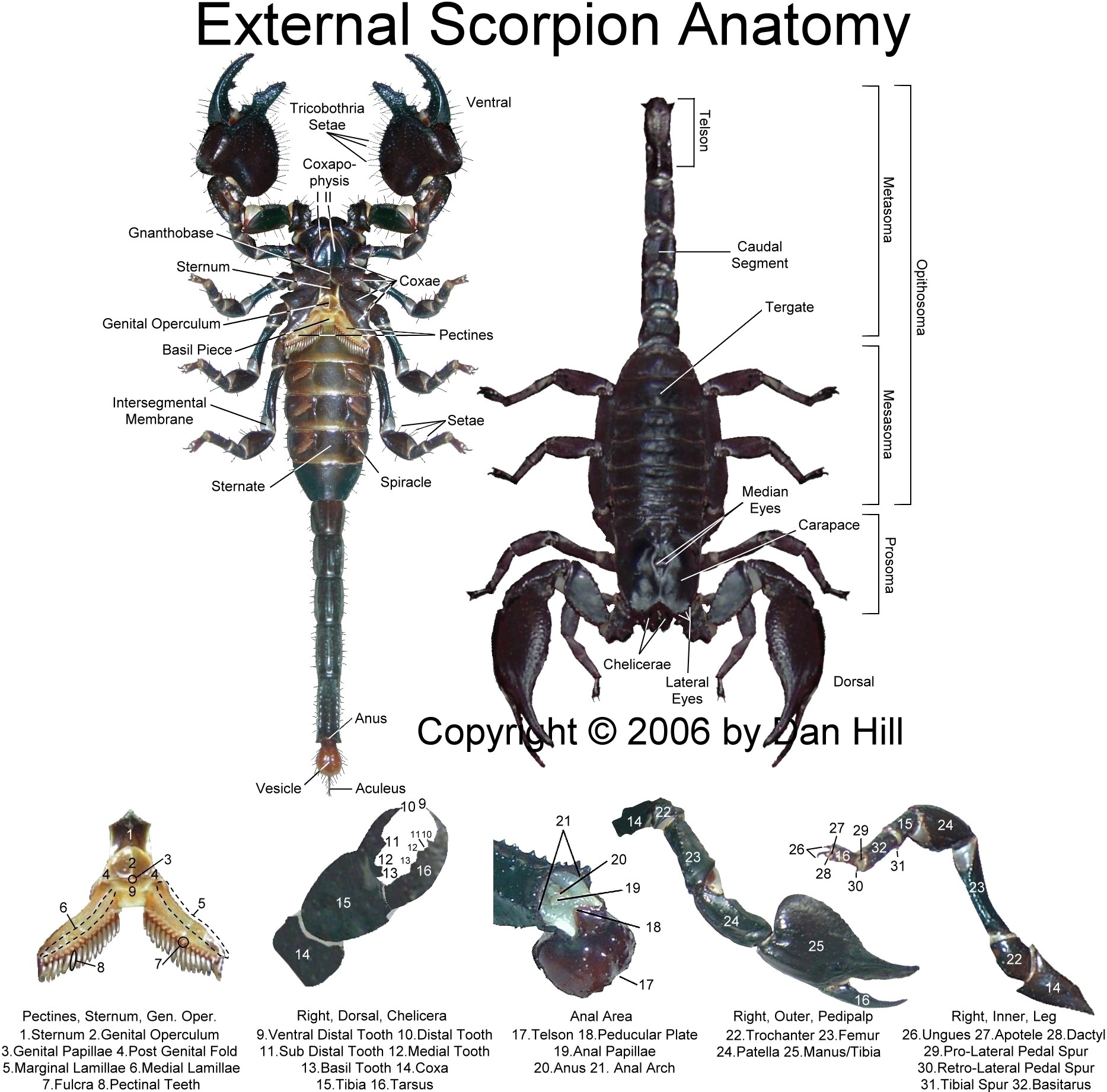 External Scorpion Anatomy Diagram