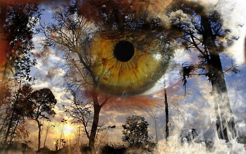 Eye in the forest