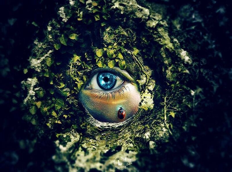 eye in the ivy