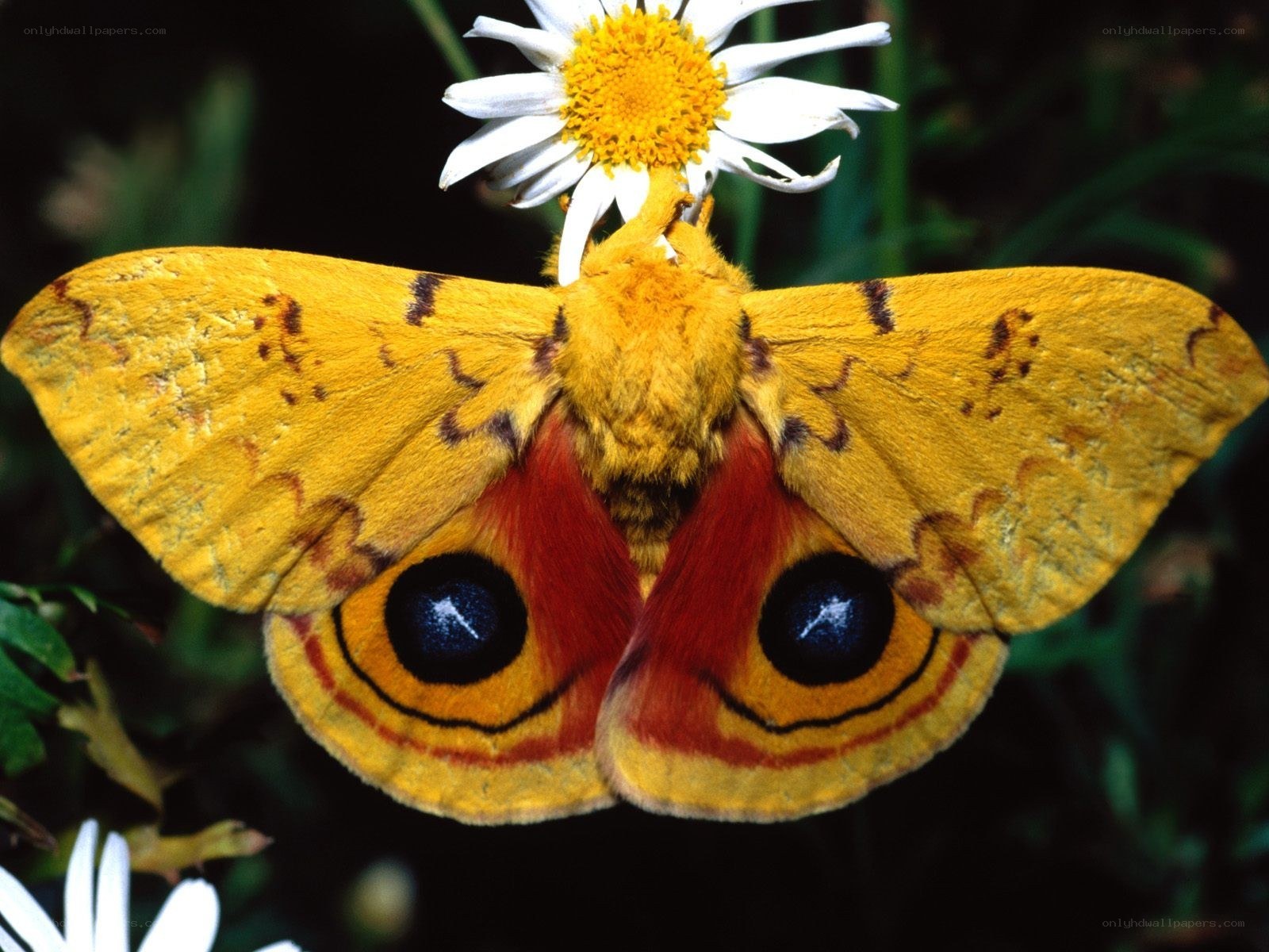 Eye moth on a flower