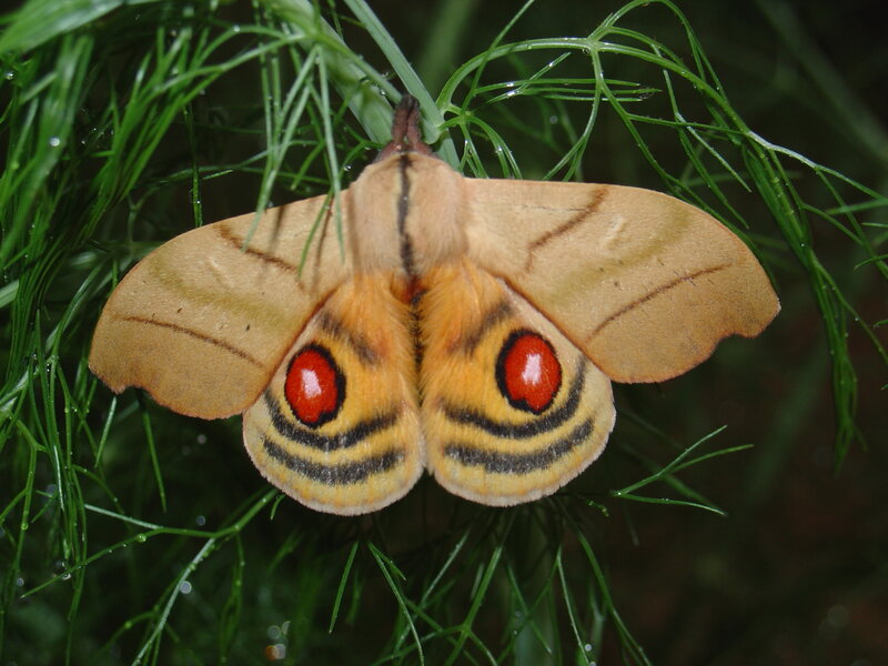 Eye moth on green foliage