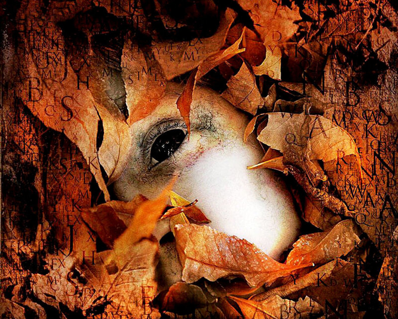 Eye of a Lamb