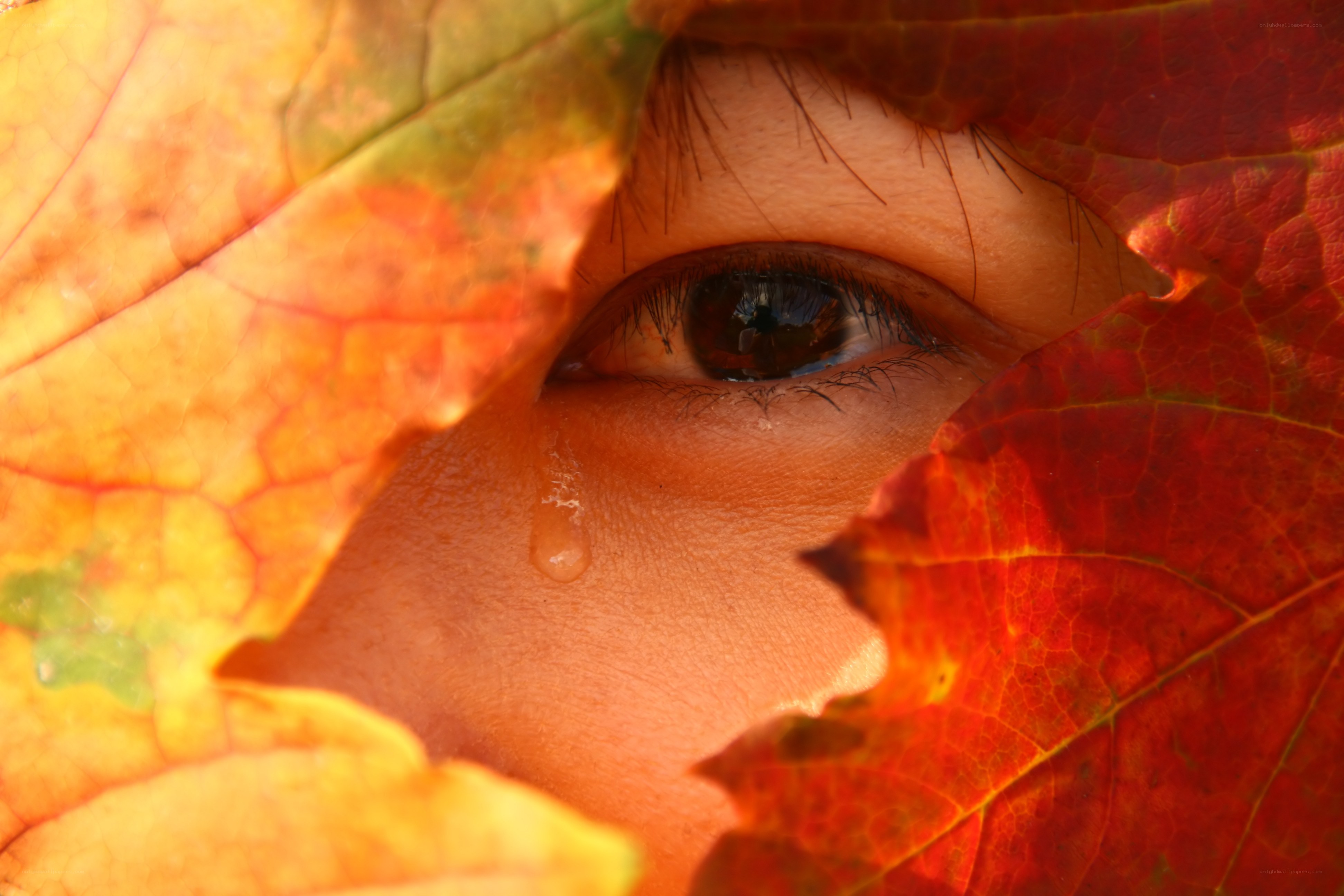 eye with autumn leaf