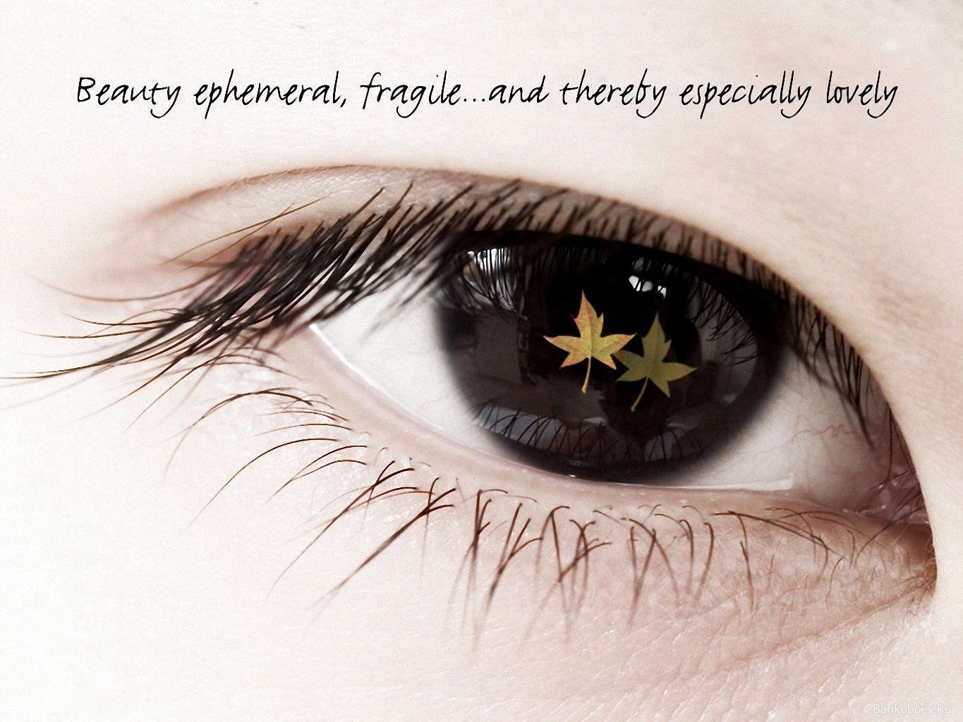 eye with autumn leaves