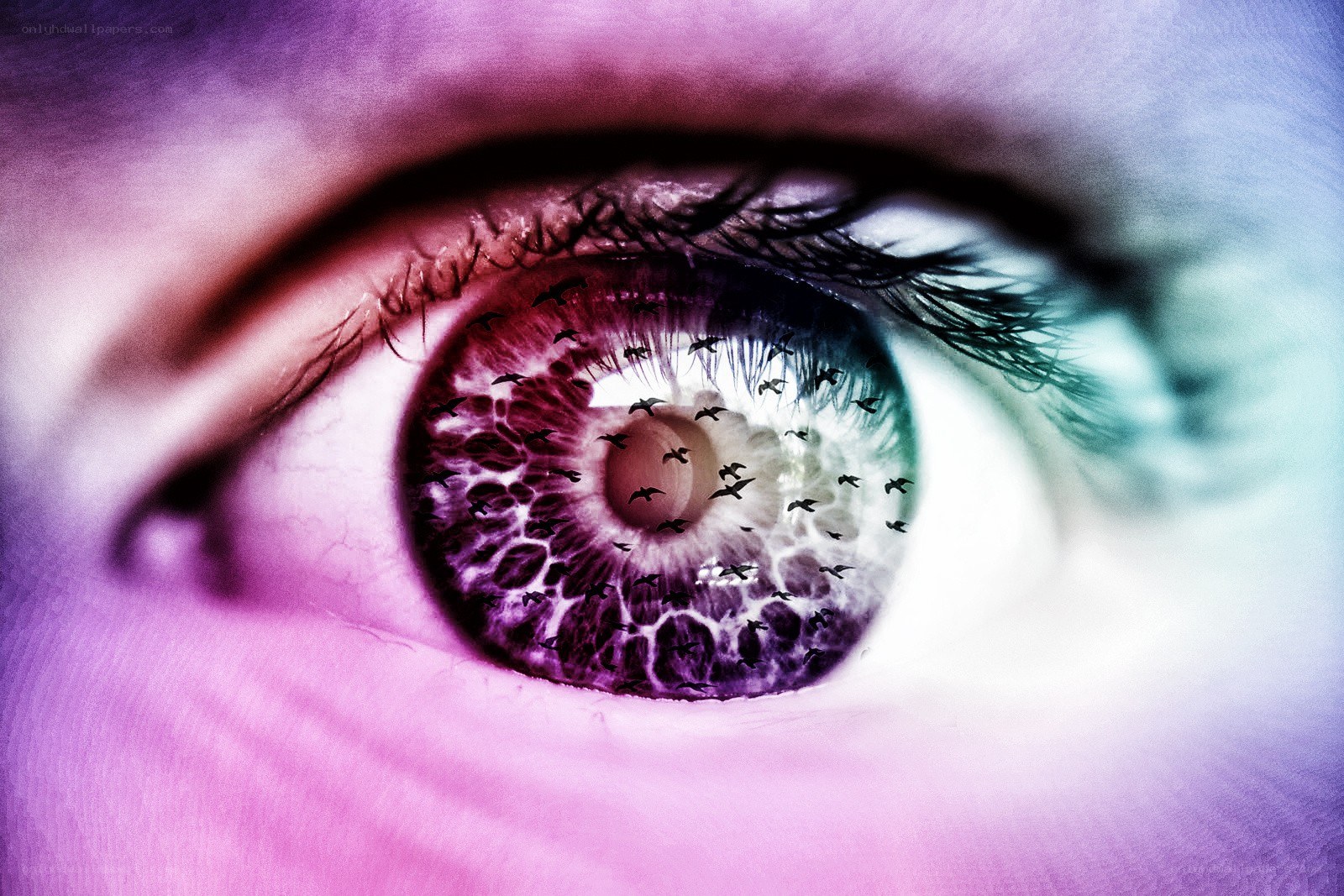eye with birds in iris