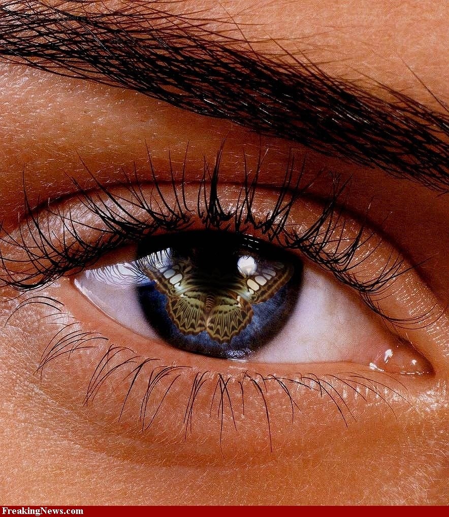 eye with butterfly reflection