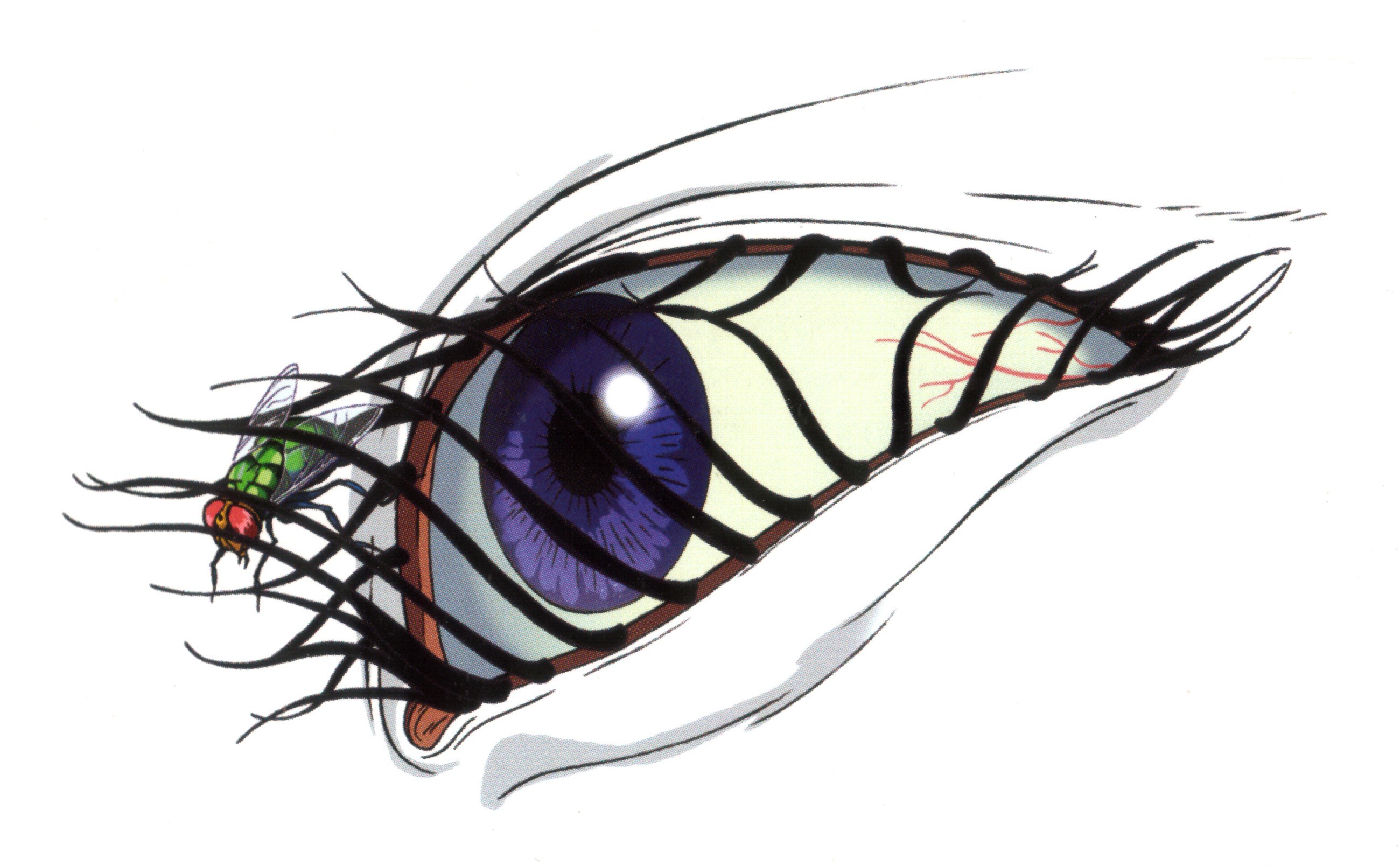 eye with fly on eyelash