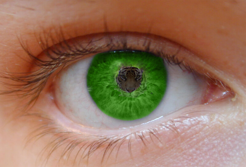 eye with tiger reflection