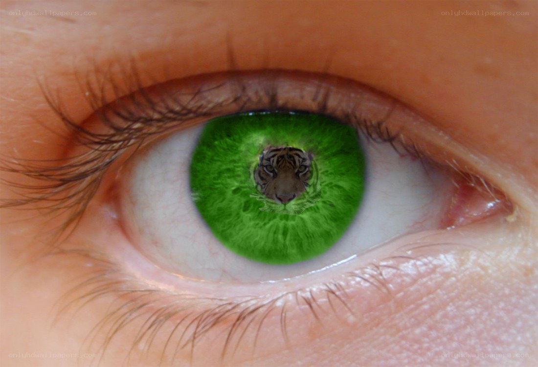eye with tiger reflection
