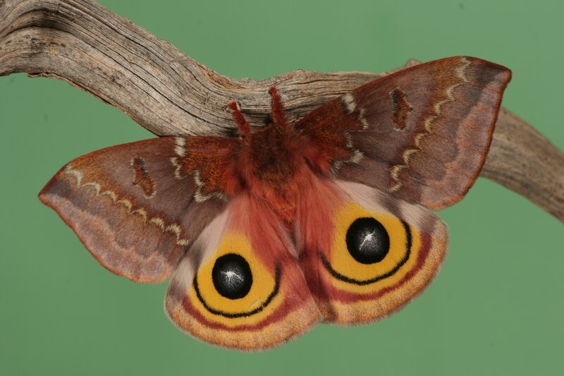 Eyed silk moth on a branch