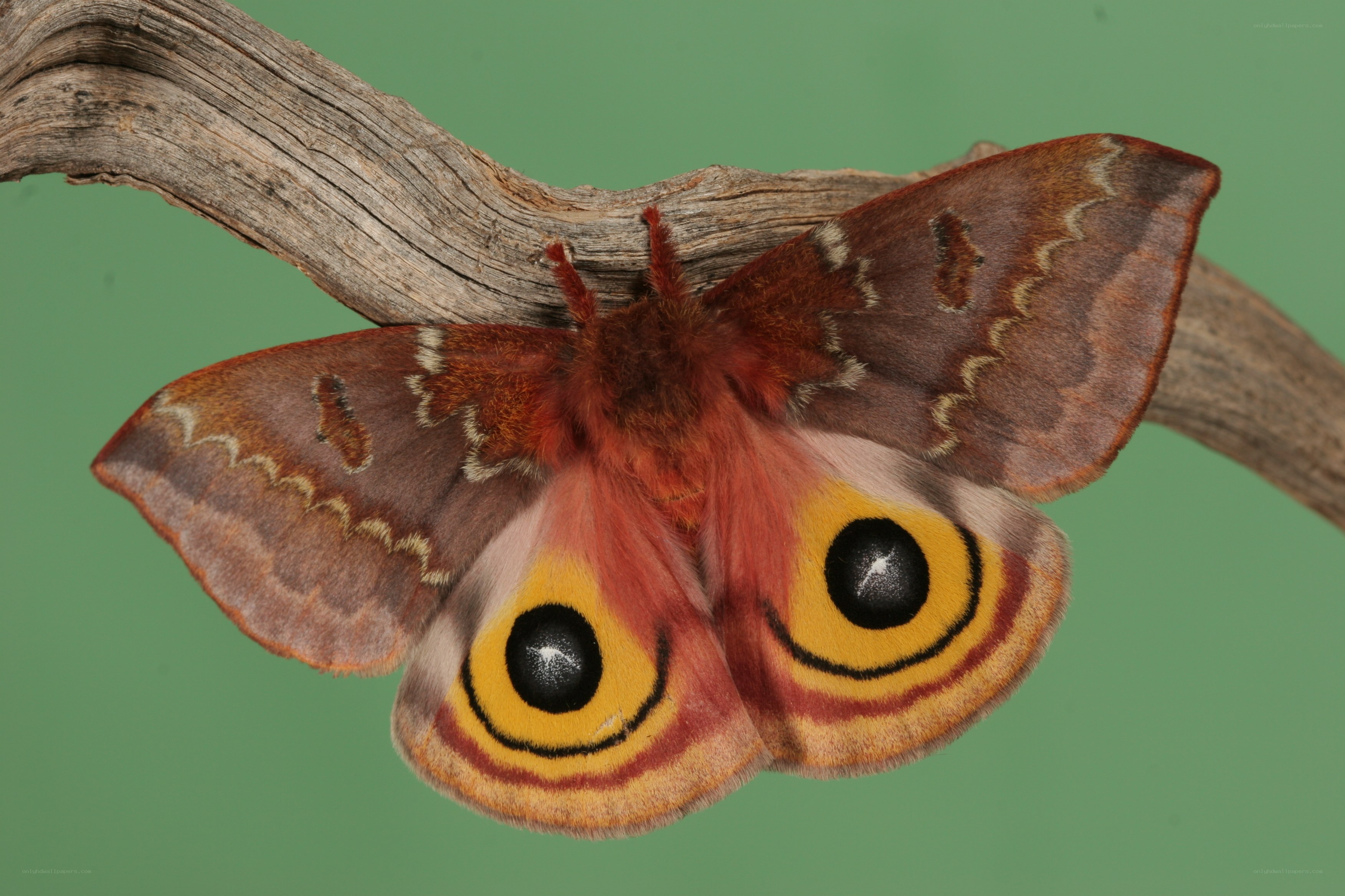 Eyed silk moth on a branch