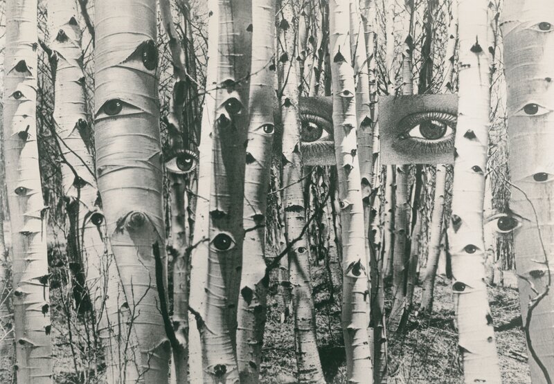 eyes in a birch forest