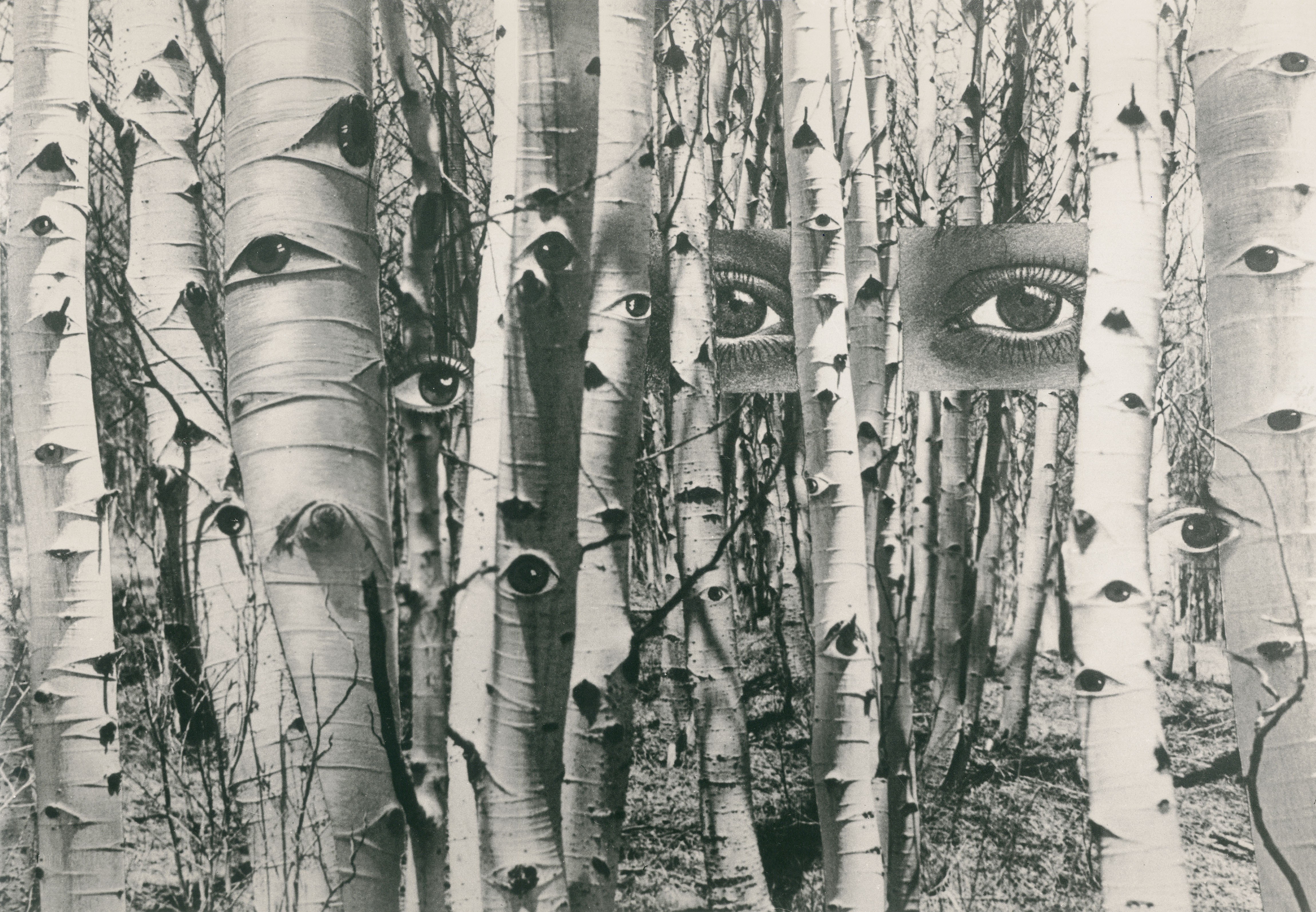 eyes in a birch forest