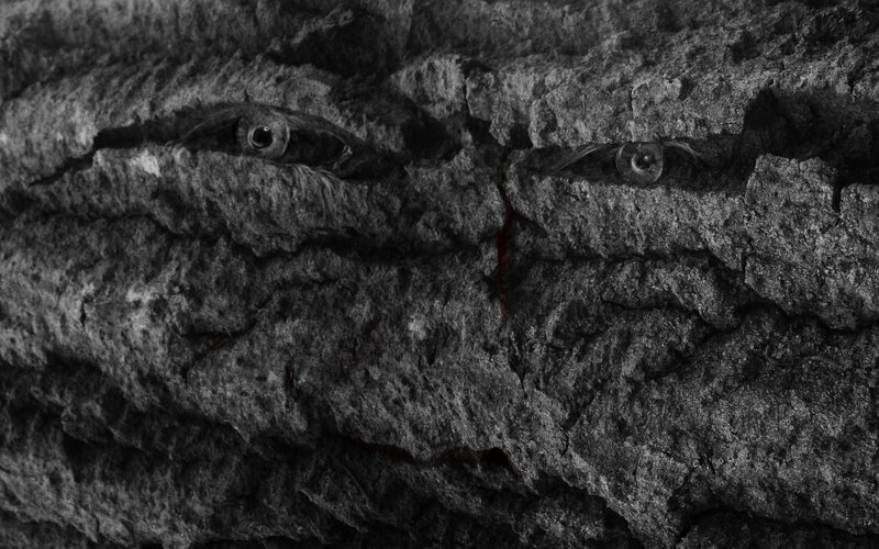 eyes in a stone face