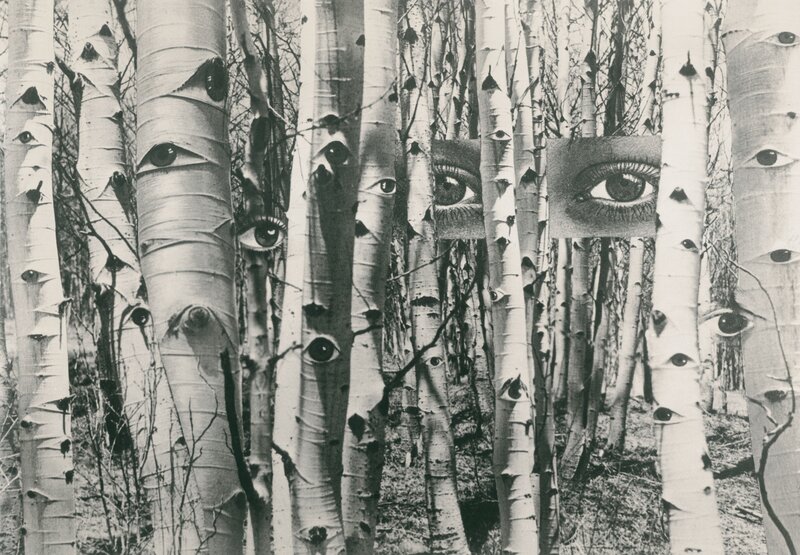 Eyes in Birch Trees