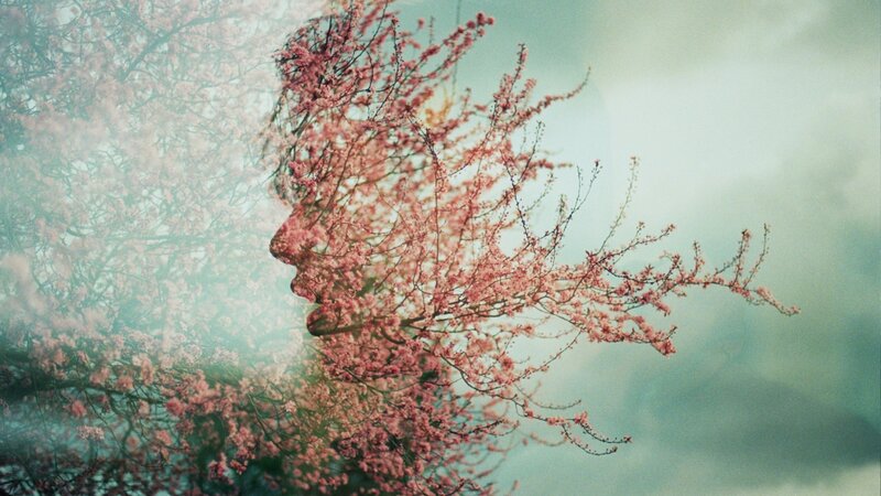Face in Cherry Blossoms — Pink