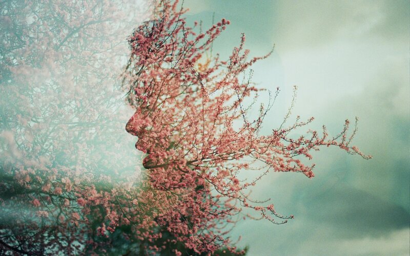 Face in Cherry Blossoms