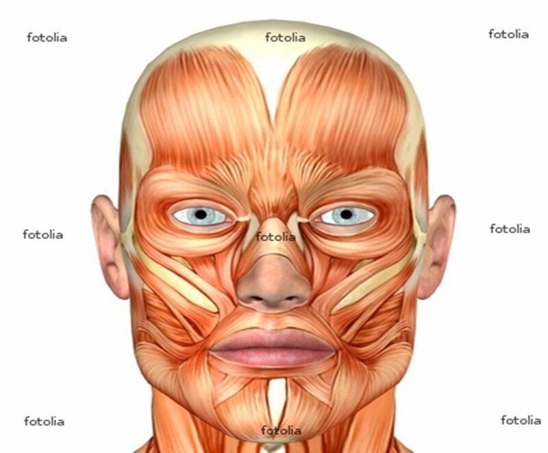 facial muscles anatomy