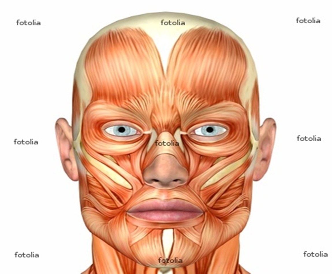 facial muscles anatomy