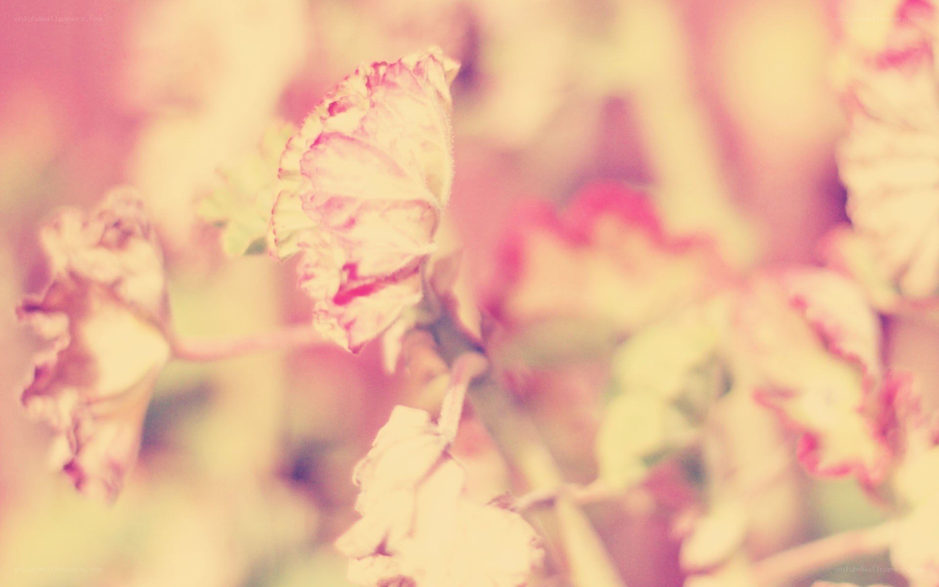faded flowers in soft light
