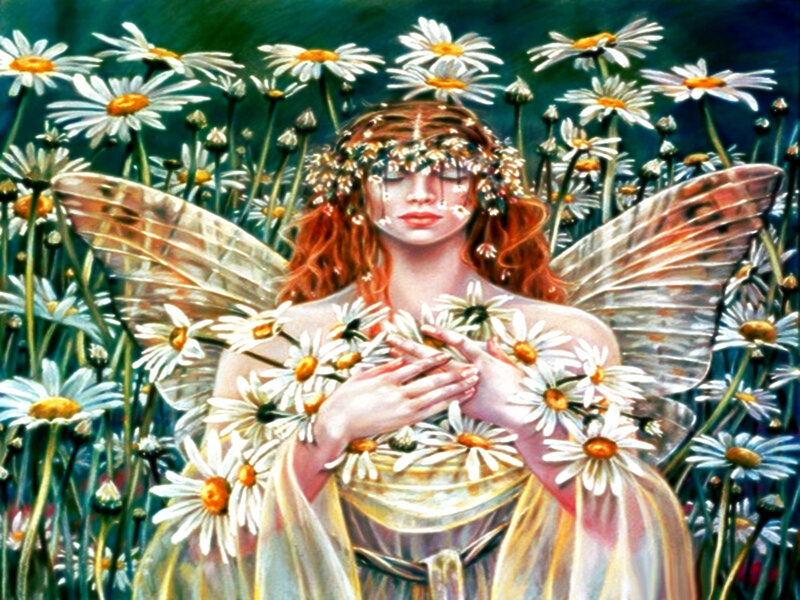 Fairy in Daisy Field — White, Serene