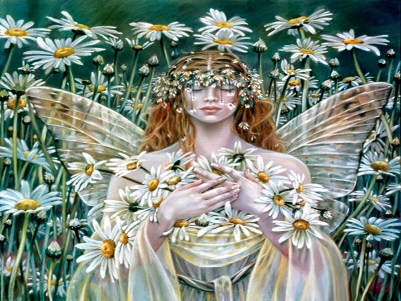 Fairy in Daisy Field — White