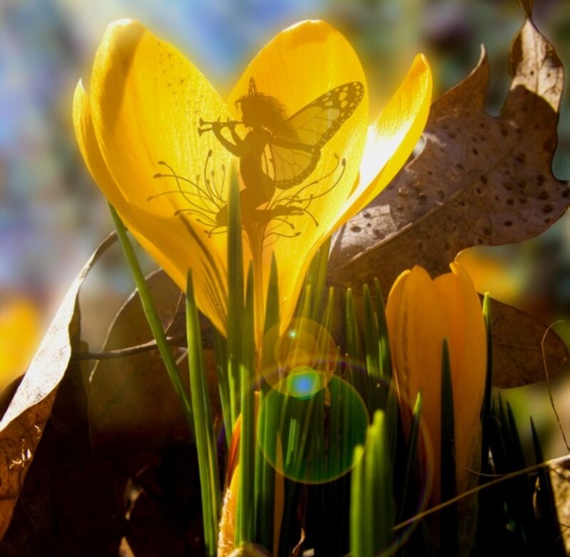 Fairy in Yellow Flower