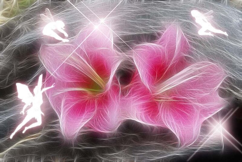 Fairy lights on pink flowers
