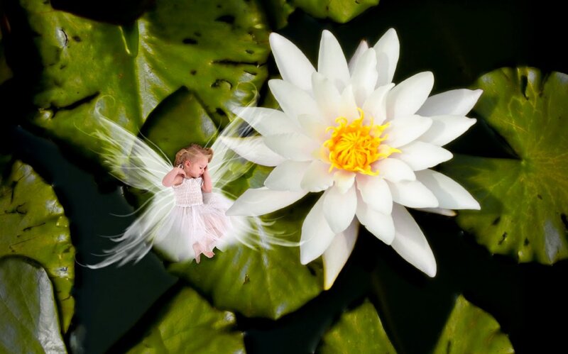 Fairy Near Water Lily