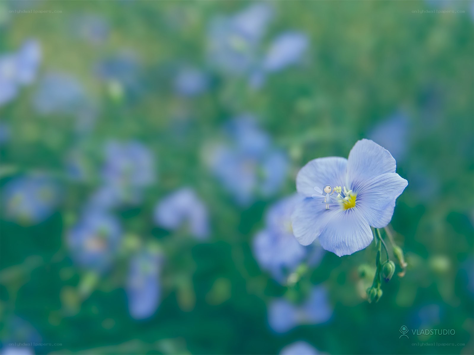 Fairy on a blue flower