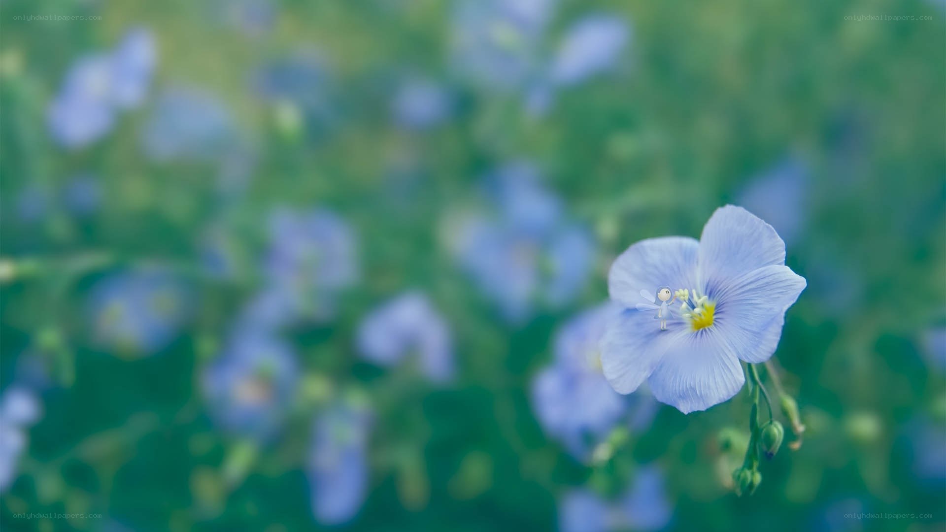 Fairy on a blue flower