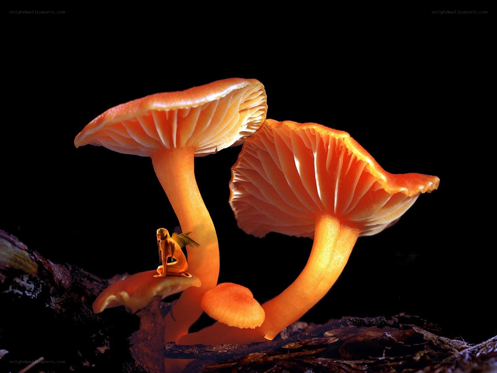 Fairy on a mushroom