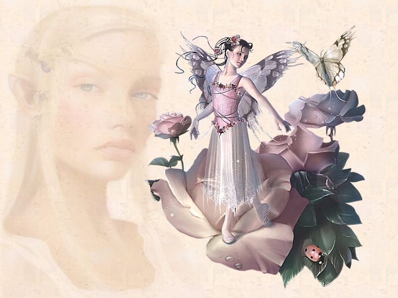 fairy on a rose flower