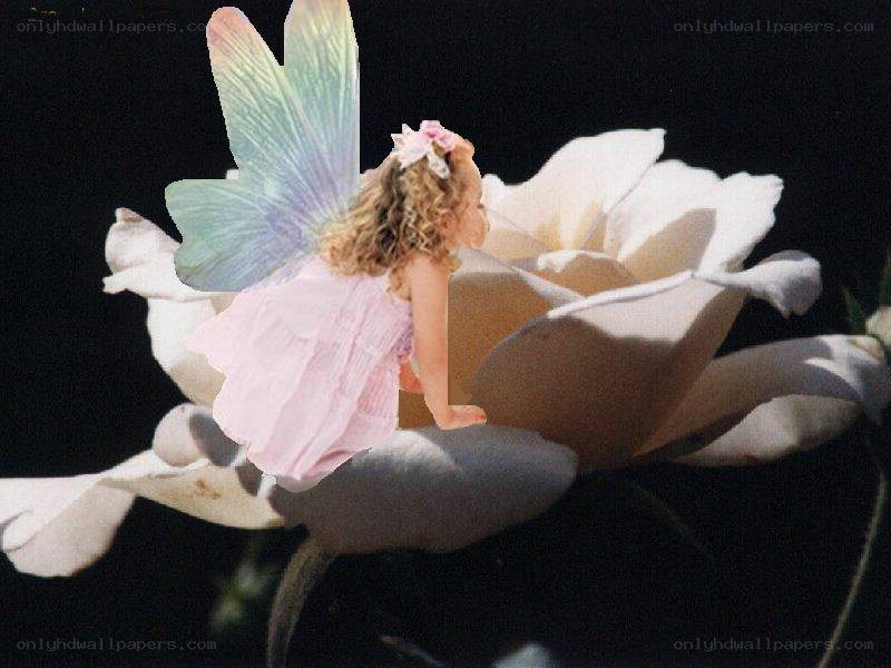 fairy on a white rose