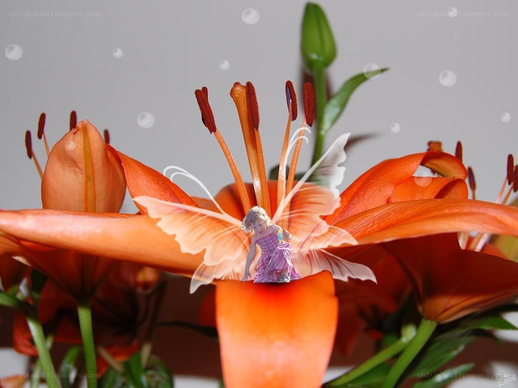 Fairy on an orange lily