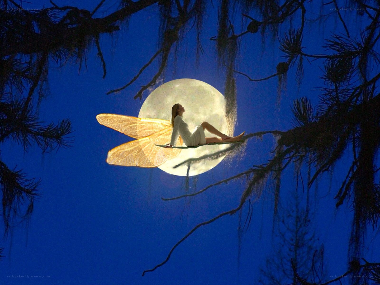 fairy on moonlit branch