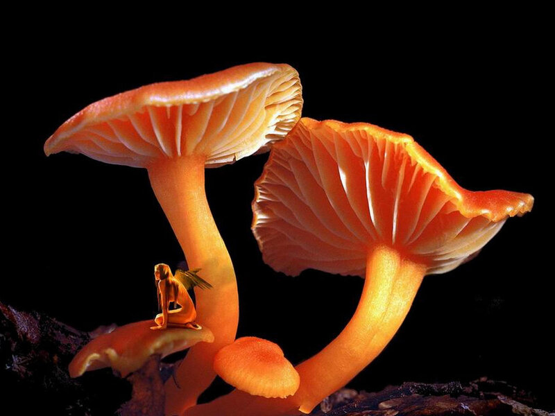 Fairy on Mushrooms — Orange