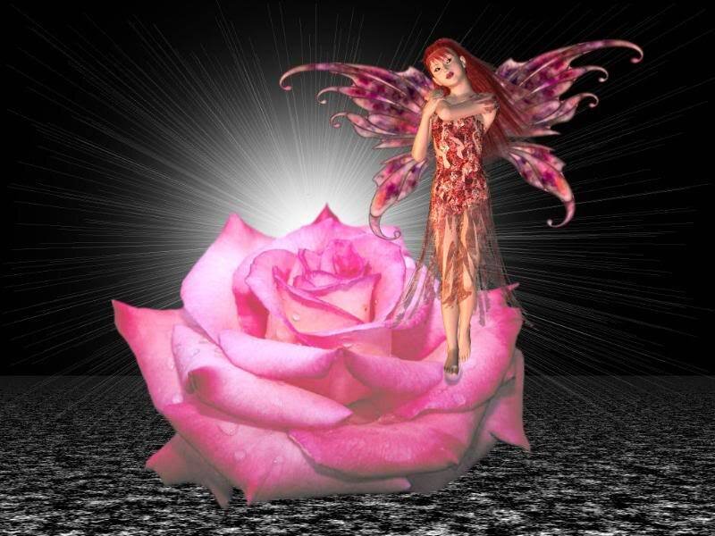 Fairy on Pink Rose — Dramatic