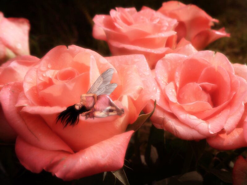 Fairy on Pink Rose — Serene
