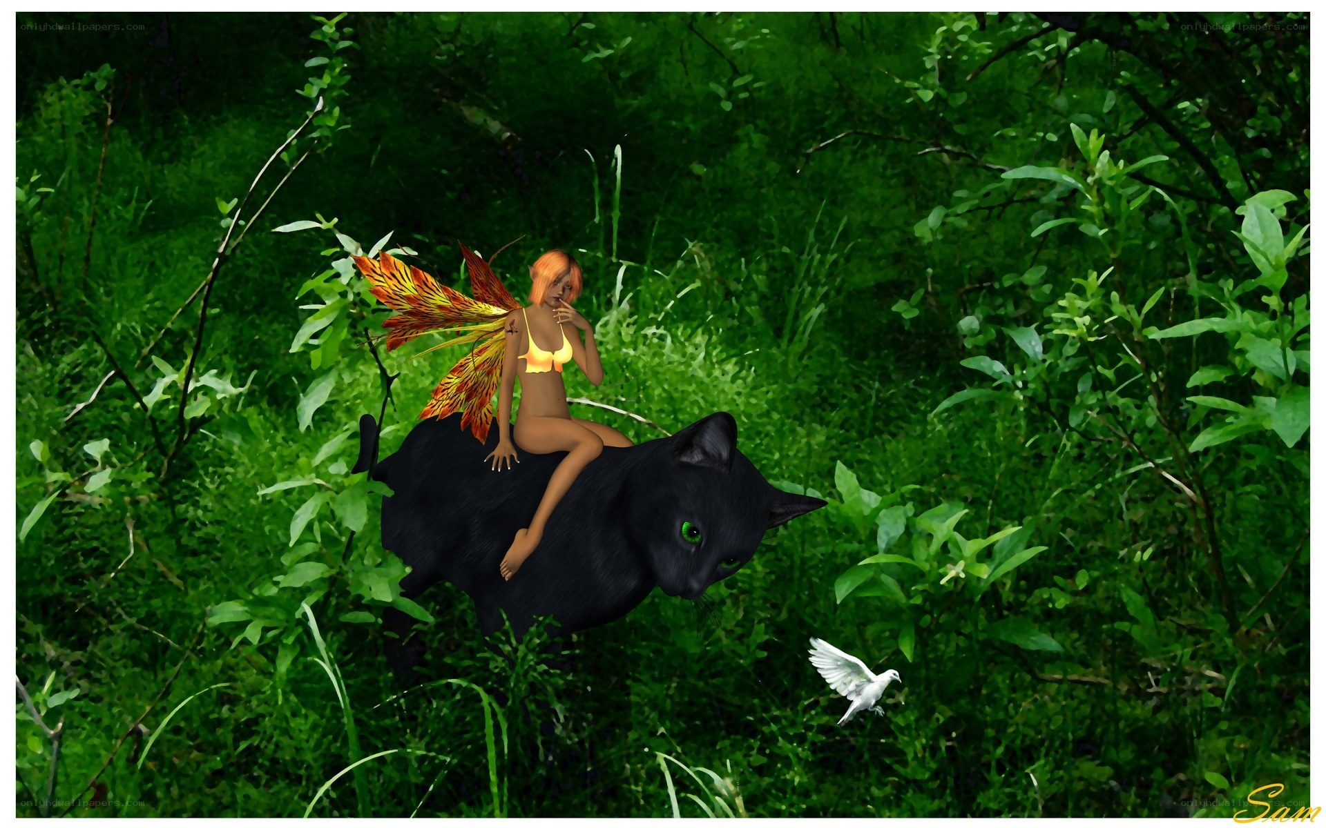 fairy riding black cat