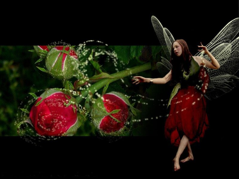 fairy with rosebuds