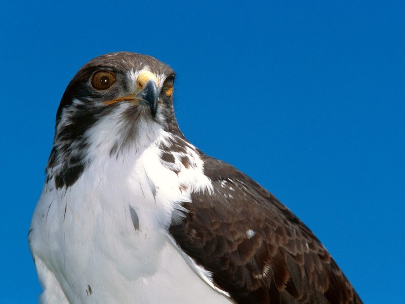 Falcon Against Blue Sky — Intense