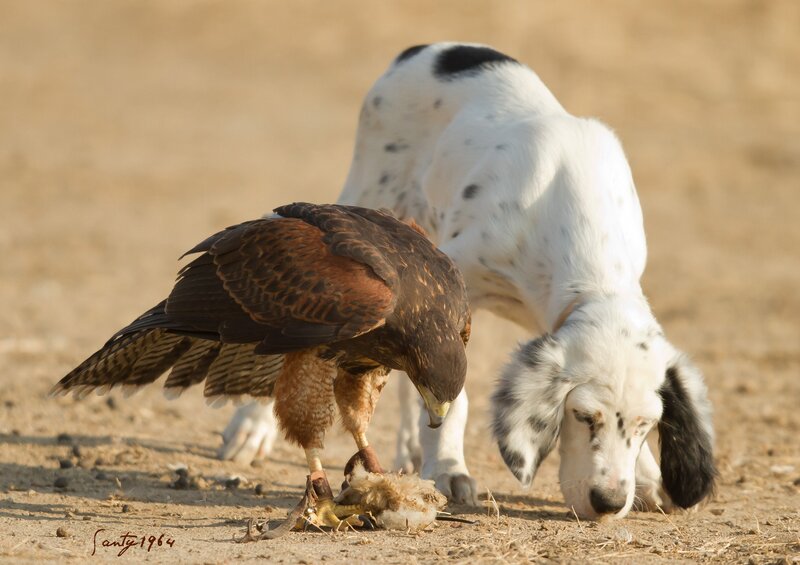 Falcon and Dog Eating