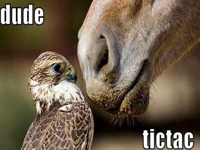 Falcon and Horse Nose