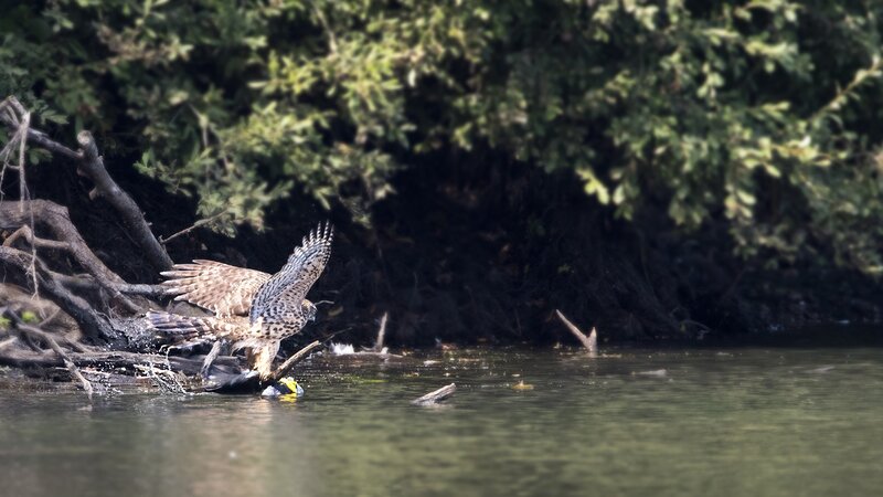 Falcon Catching Fish
