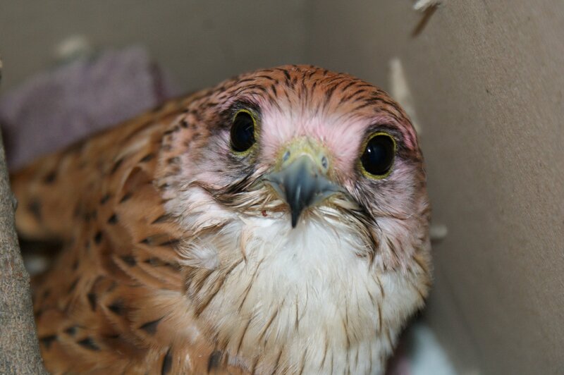 Falcon Chick in Box