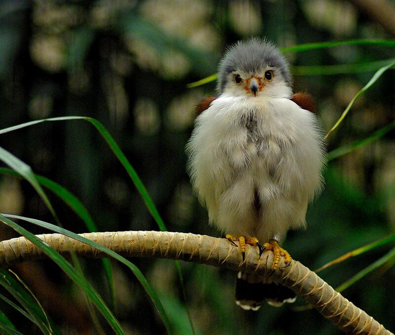 Falcon Chick on Branch