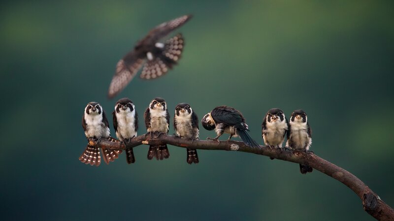 Falcon Chicks on Branch