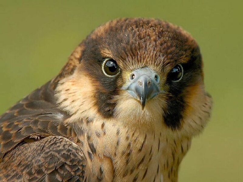 Falcon Close-up