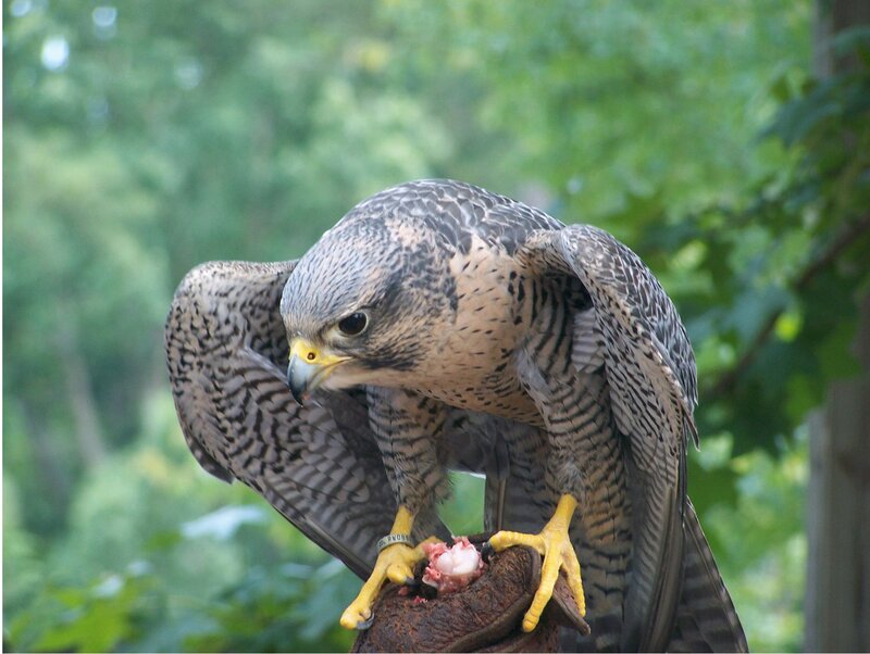 Falcon Eating Meat